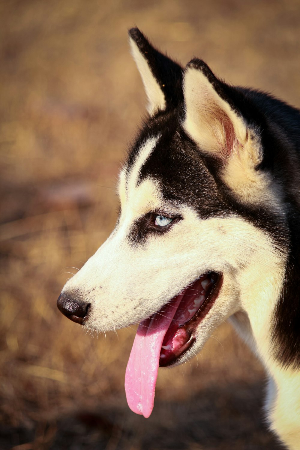 black and white siberian husky