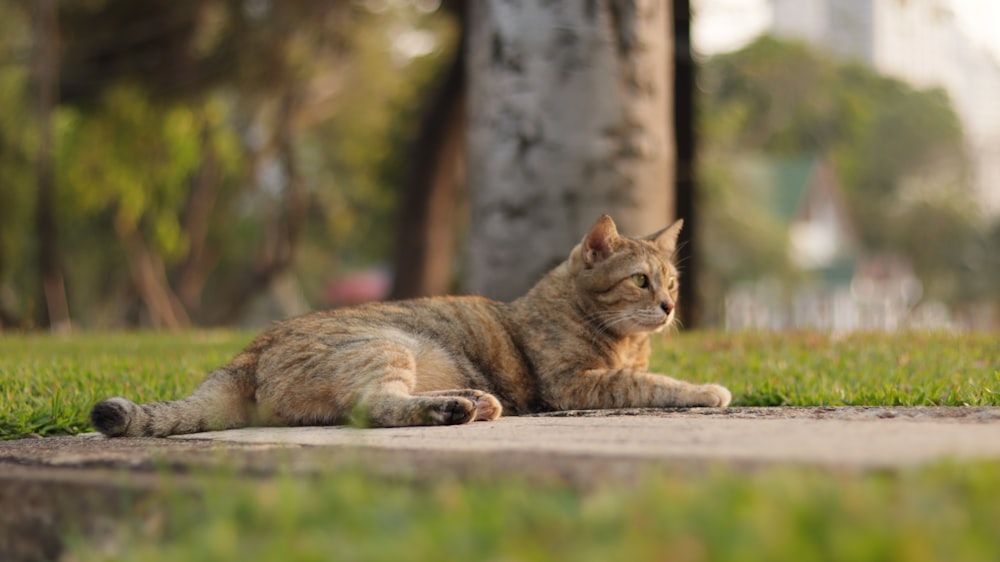 brown tabby cat lying on ground