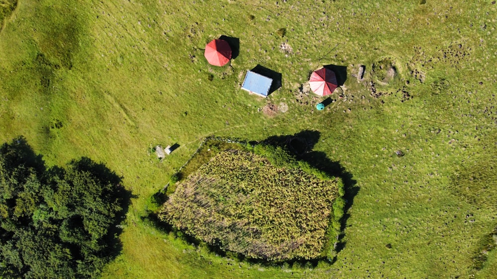 red and white tent on green grass field