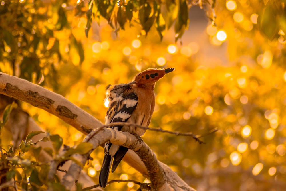 brown and white bird on tree branch during daytime