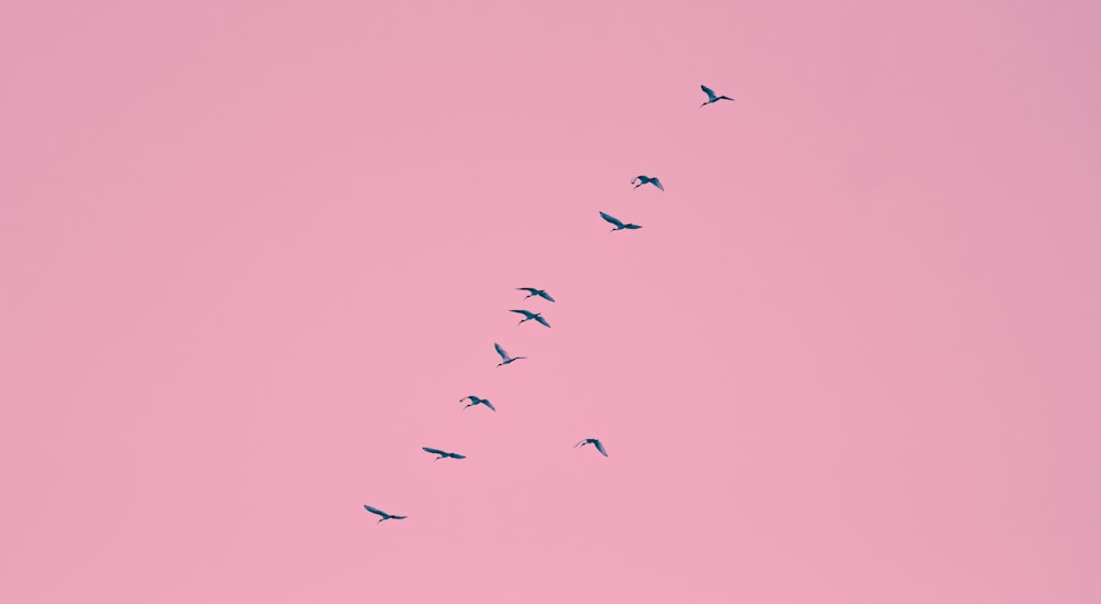 birds flying in the sky