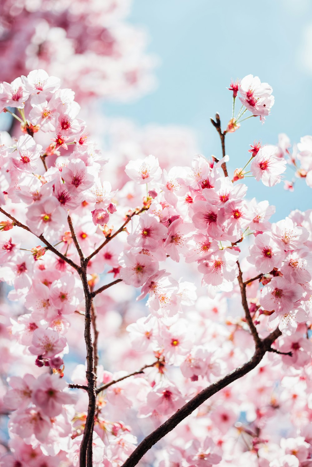 昼間の青空にピンク色の桜