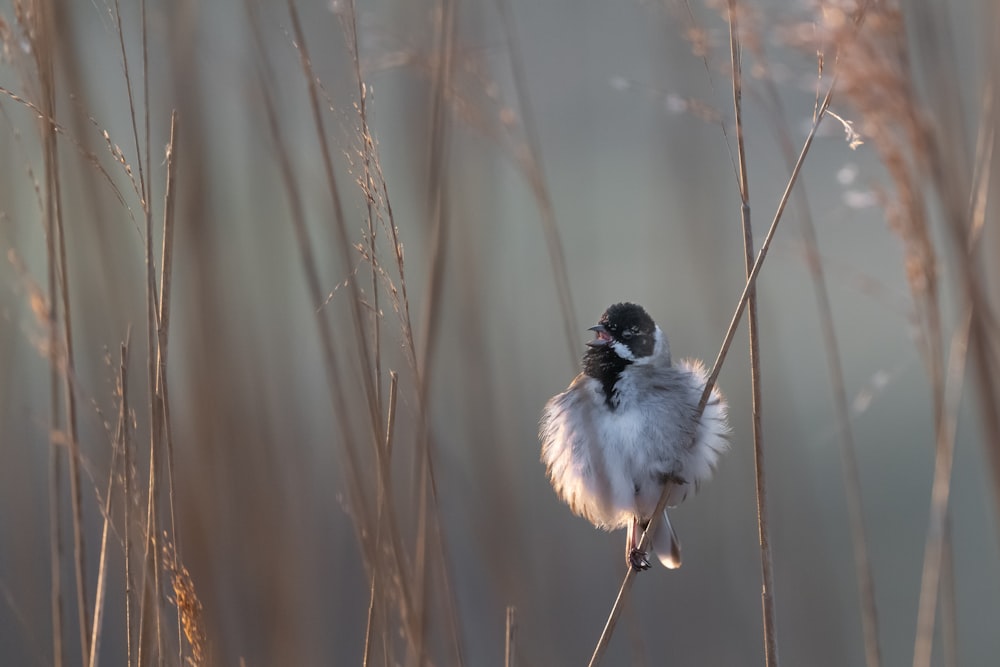 white and black bird on brown plant stem during daytime