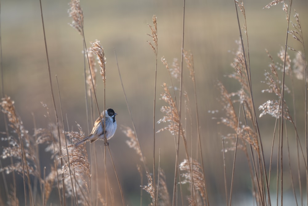 blue and white bird on brown plant stem