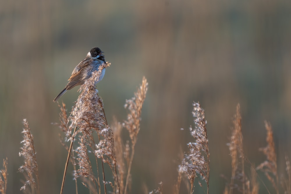 brown and black bird on brown plant