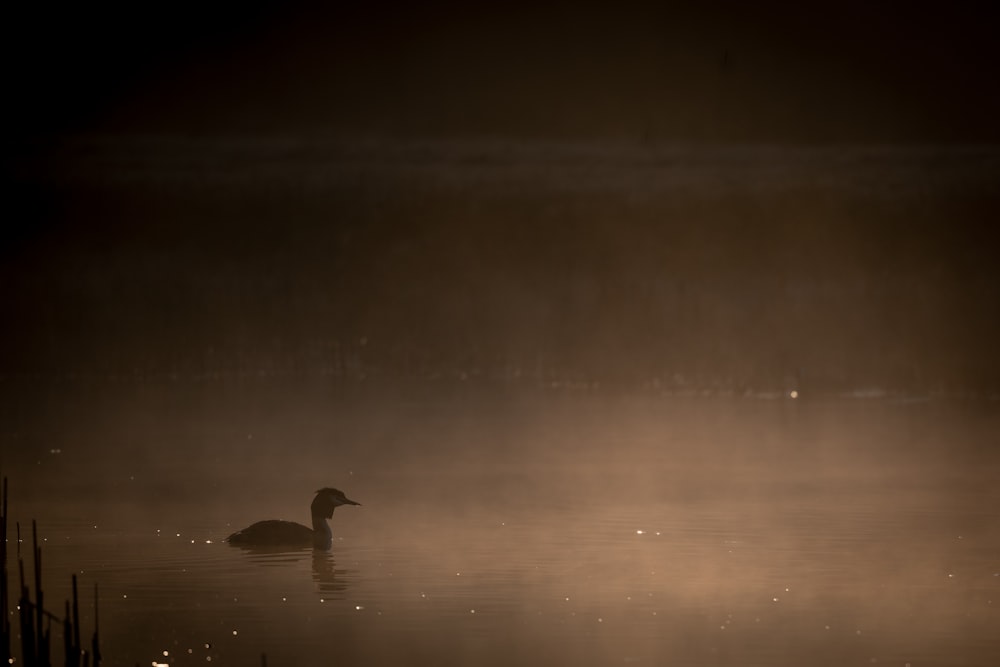 silhouette of swan on water during night time