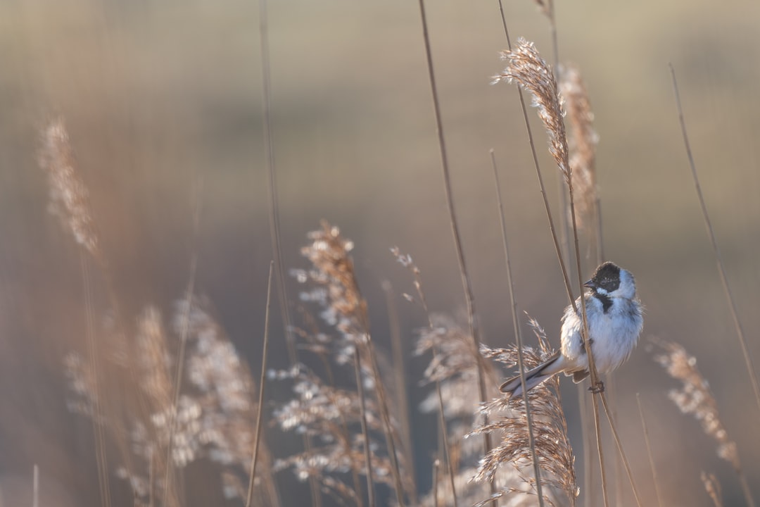 white and brown bird on brown wheat