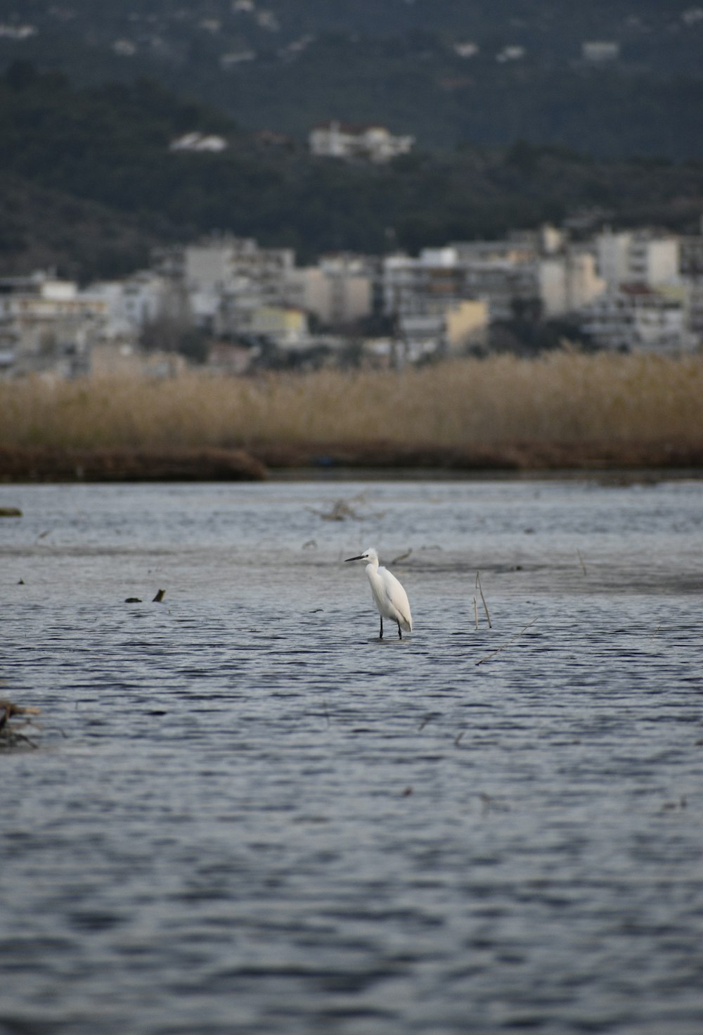 white bird on water during daytime