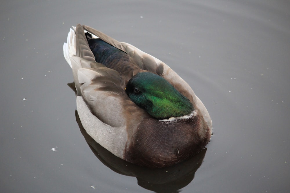 brown and green duck on water