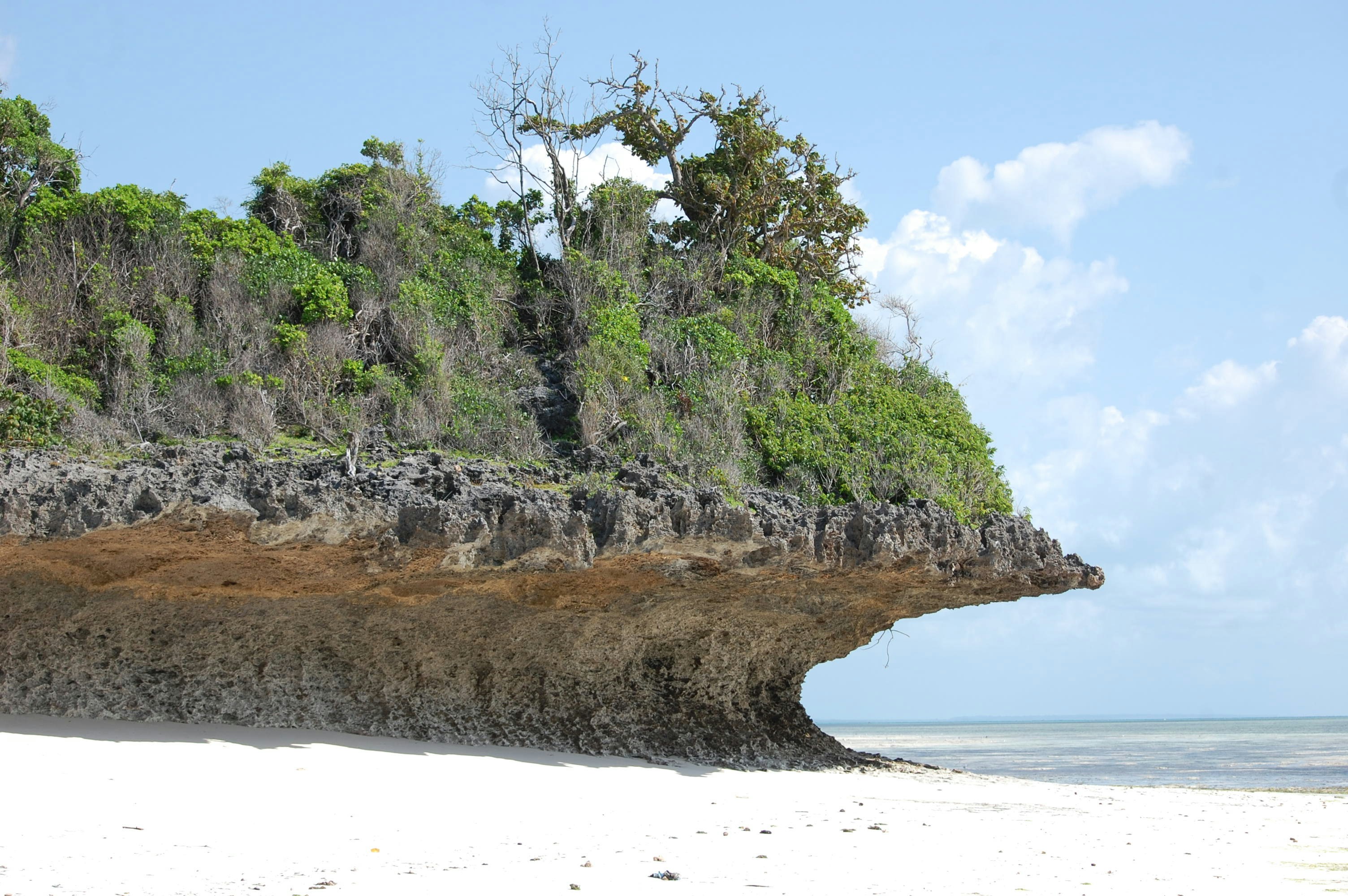 green tree on brown rock formation near sea during daytime