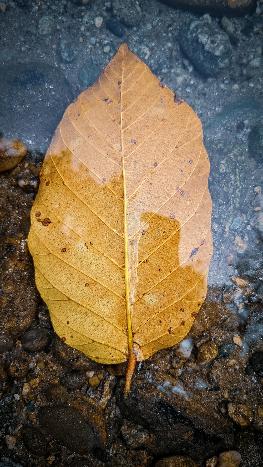 brown leaf on gray surface