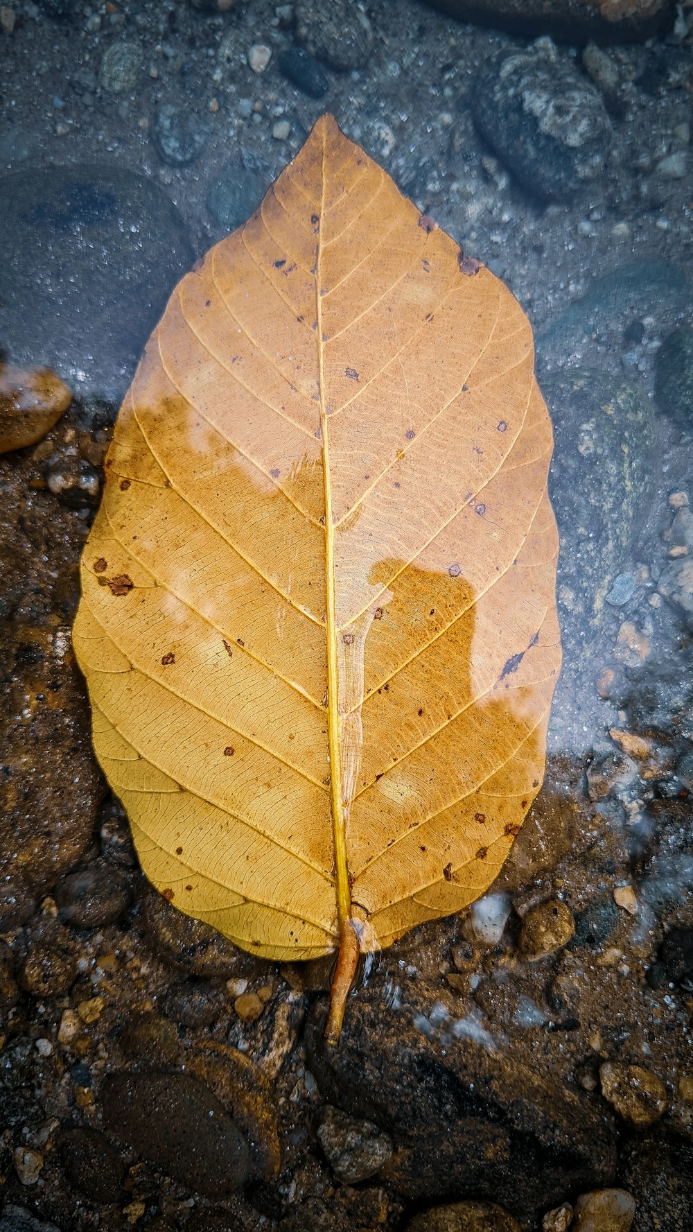 회색 표면에 갈색 잎