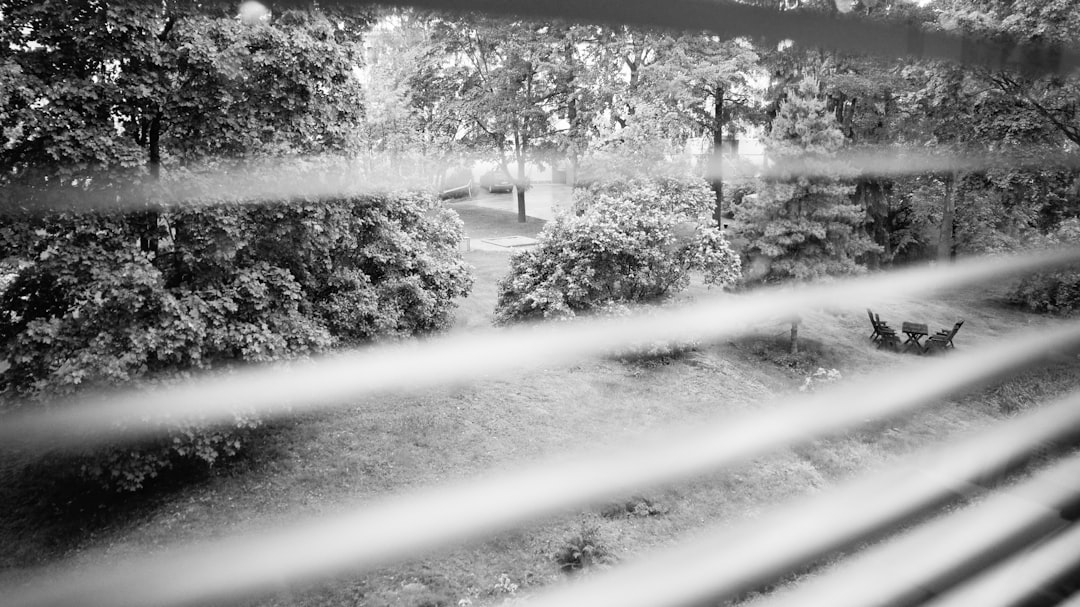 grayscale photo of trees and road