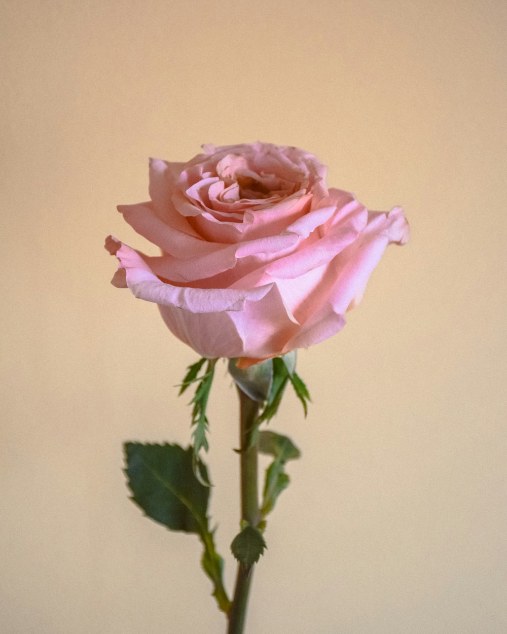 pink rose in bloom close up photo