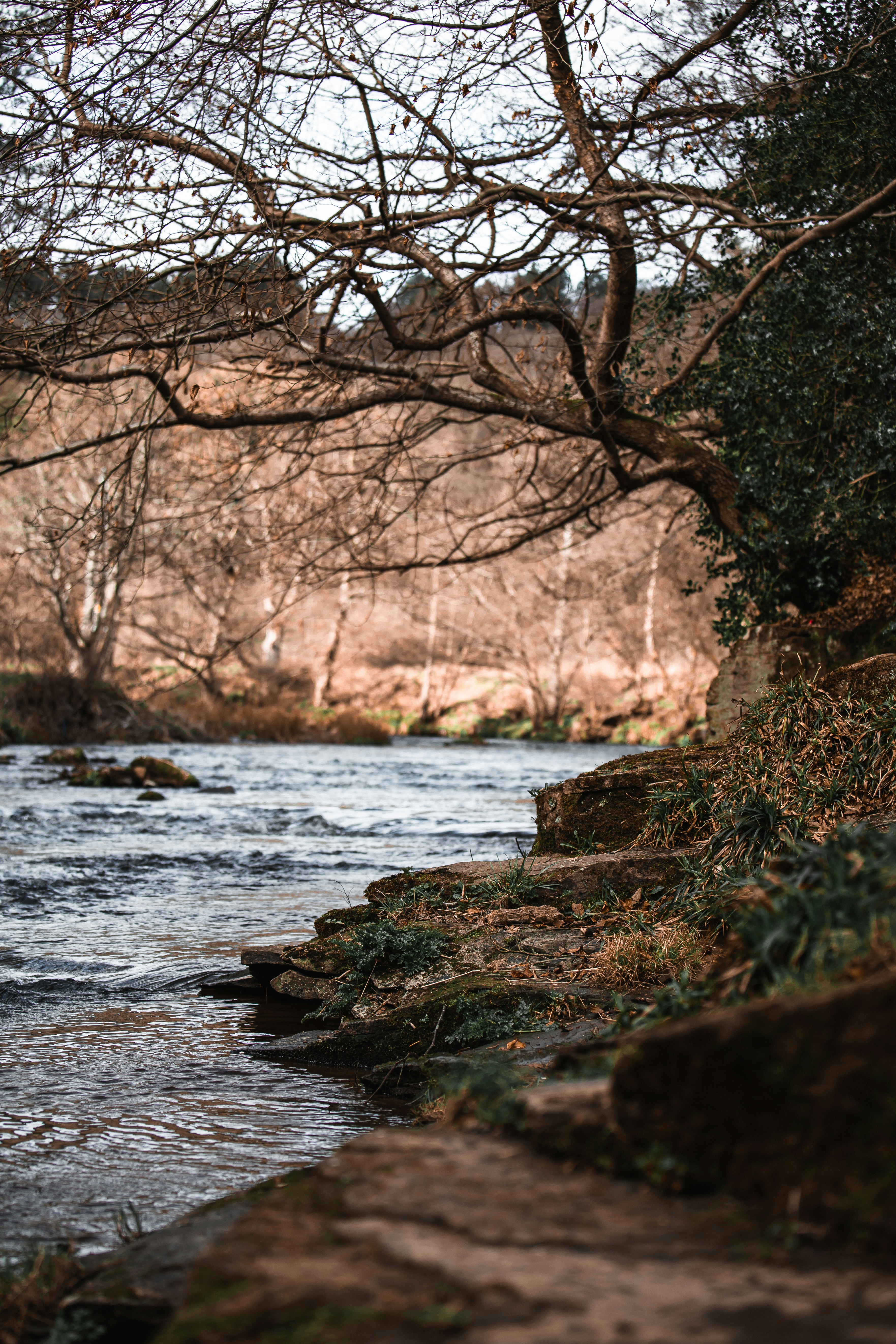 tronco d'albero marrone sul fiume