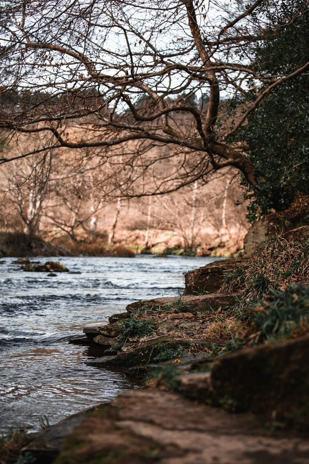 brown tree trunk on river