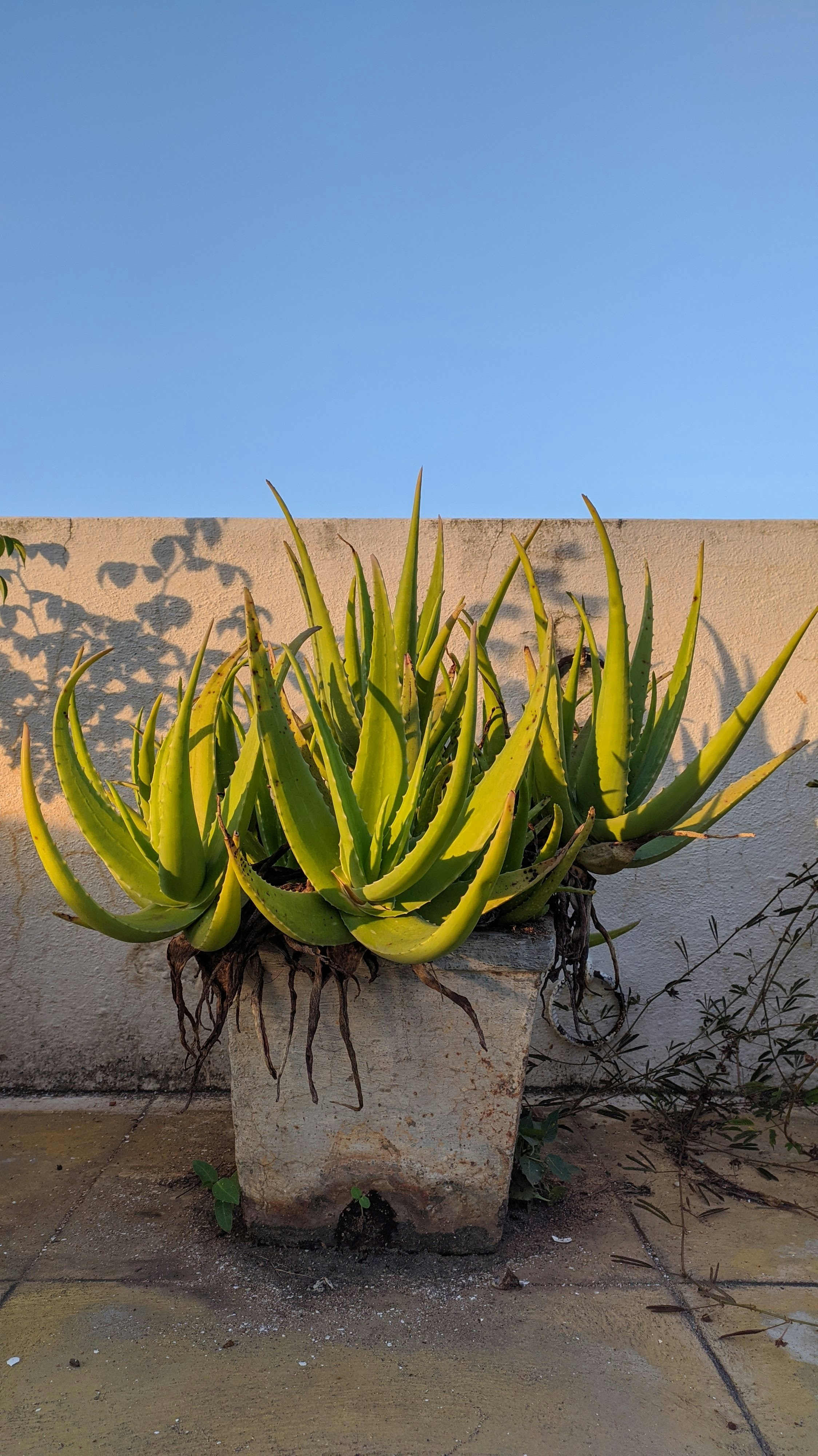 Organic Aloe Vera Plant