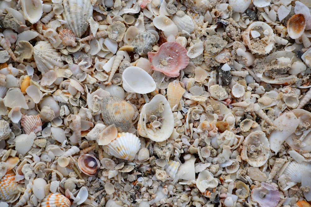 white and brown seashells on the beach