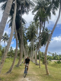 A rider cruising along a lush tropical road lined with towering palm trees under a bright blue sky.