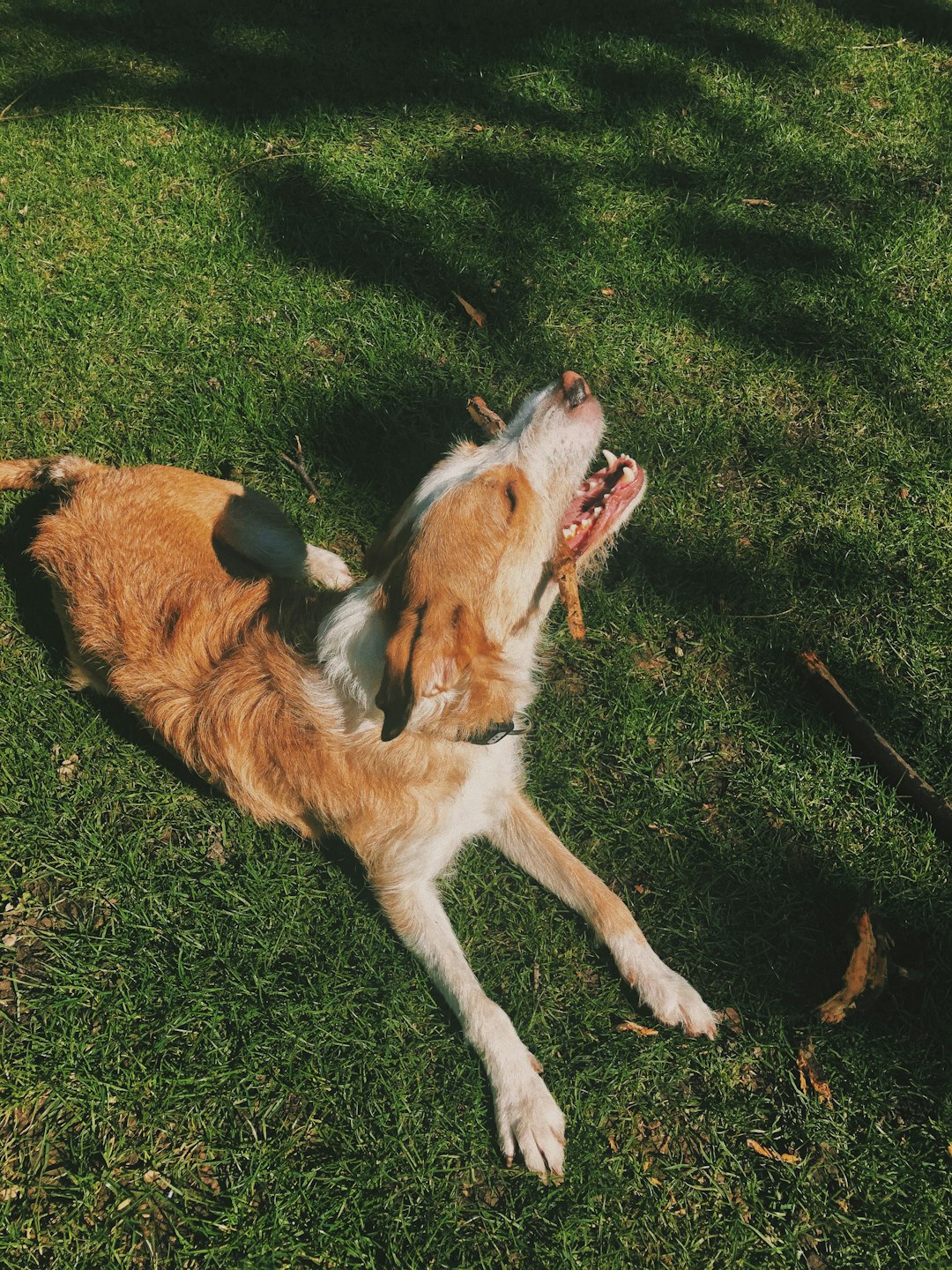 brown and white long coated dog lying on green grass field during daytime