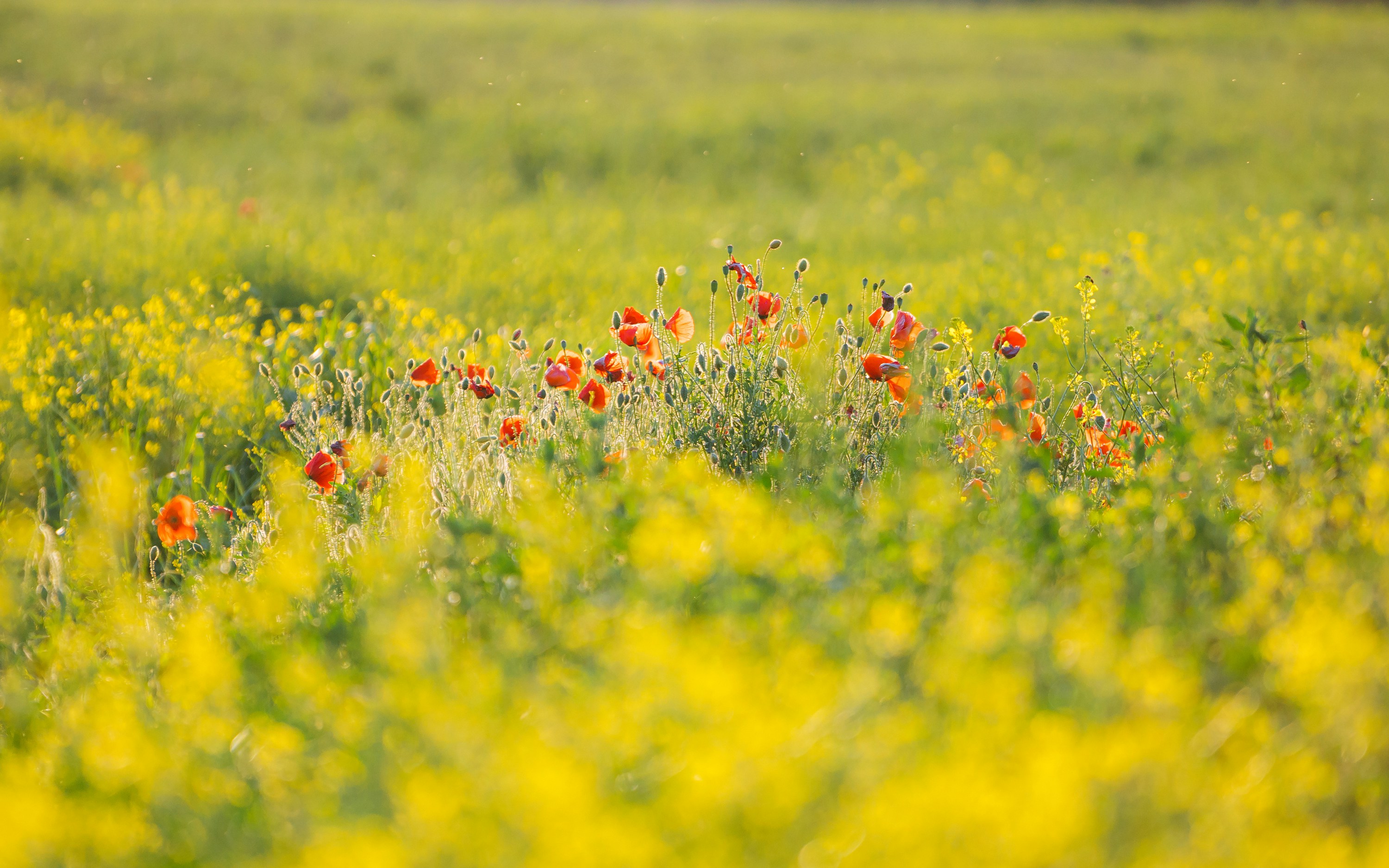 Photo by andreeazpopescu