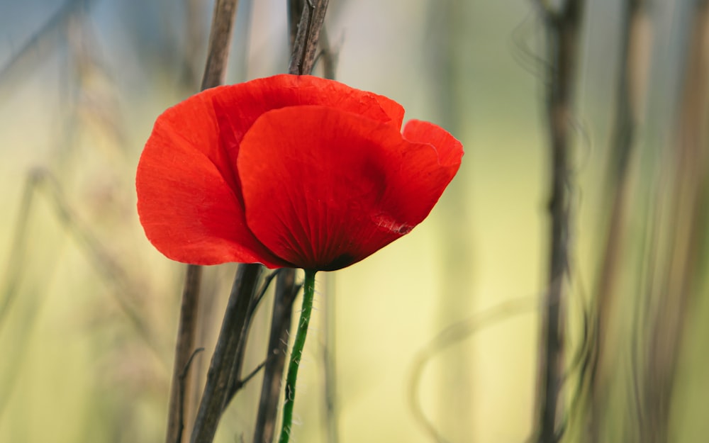 red flower in tilt shift lens