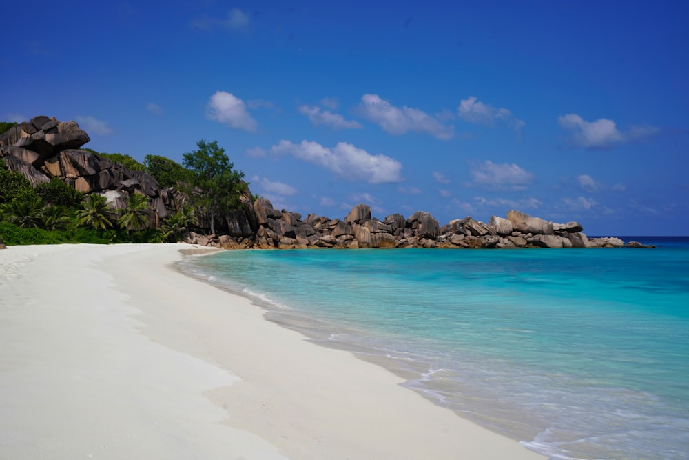 green trees on white sand beach during daytime