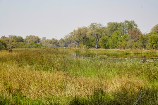 green grass field near green trees during daytime in Okavango Delta Botswana