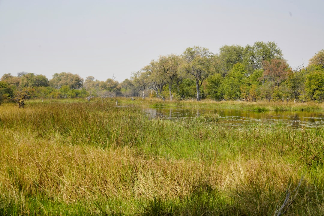 travelers stories about Natural landscape in Okavango Delta, Botswana