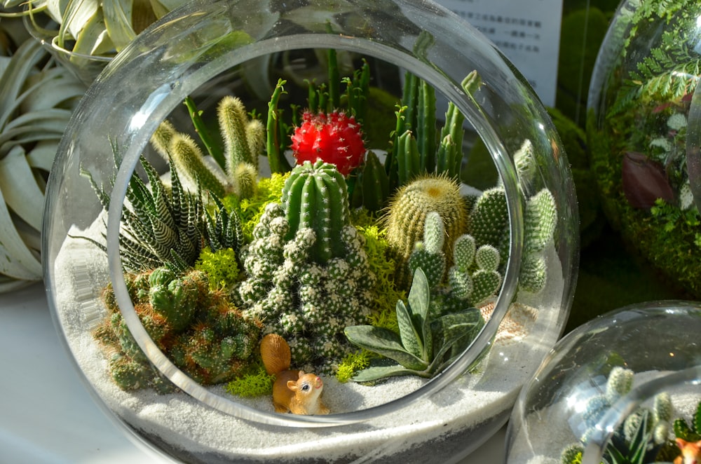 透明なガラスのボウルに緑のサボテンの植物