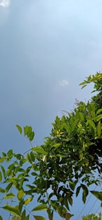 A vibrant green moringa tree with lush leaves under a clear blue sky.