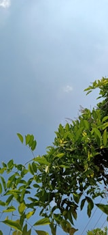 A vibrant green moringa tree with lush leaves under a clear blue sky.