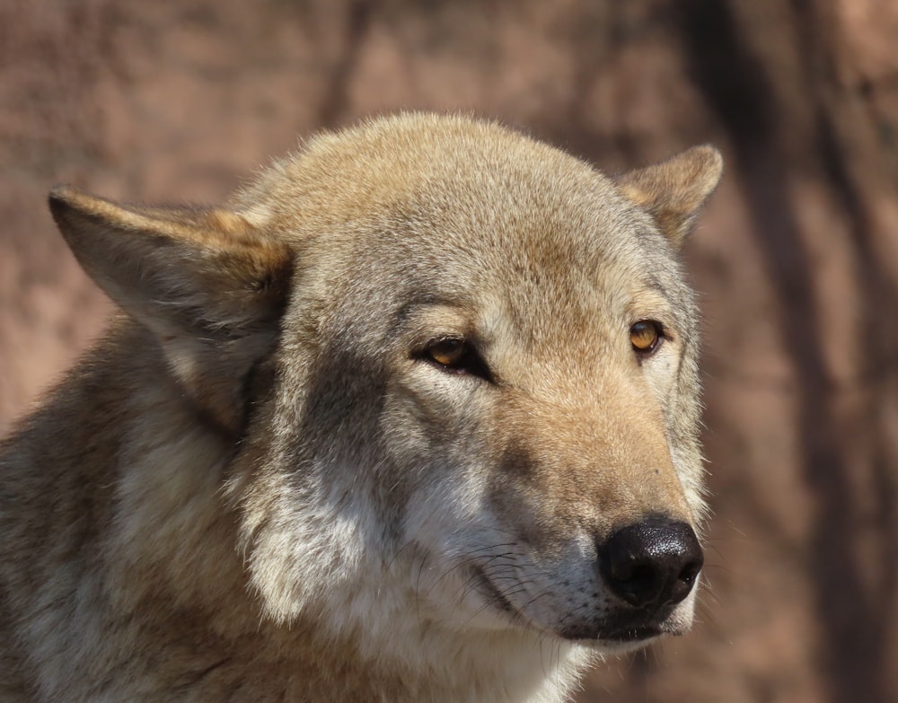 brown and white wolf in close up photography