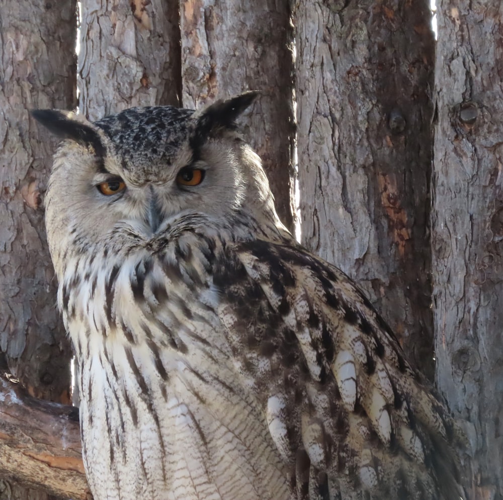 brown and white owl on brown tree branch