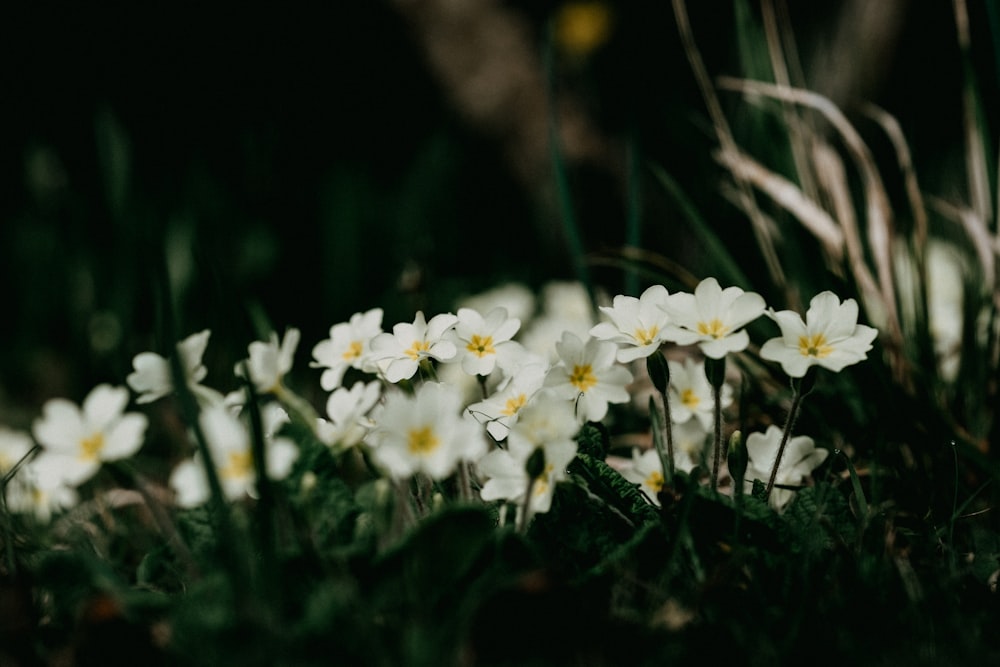 white flowers on green grass