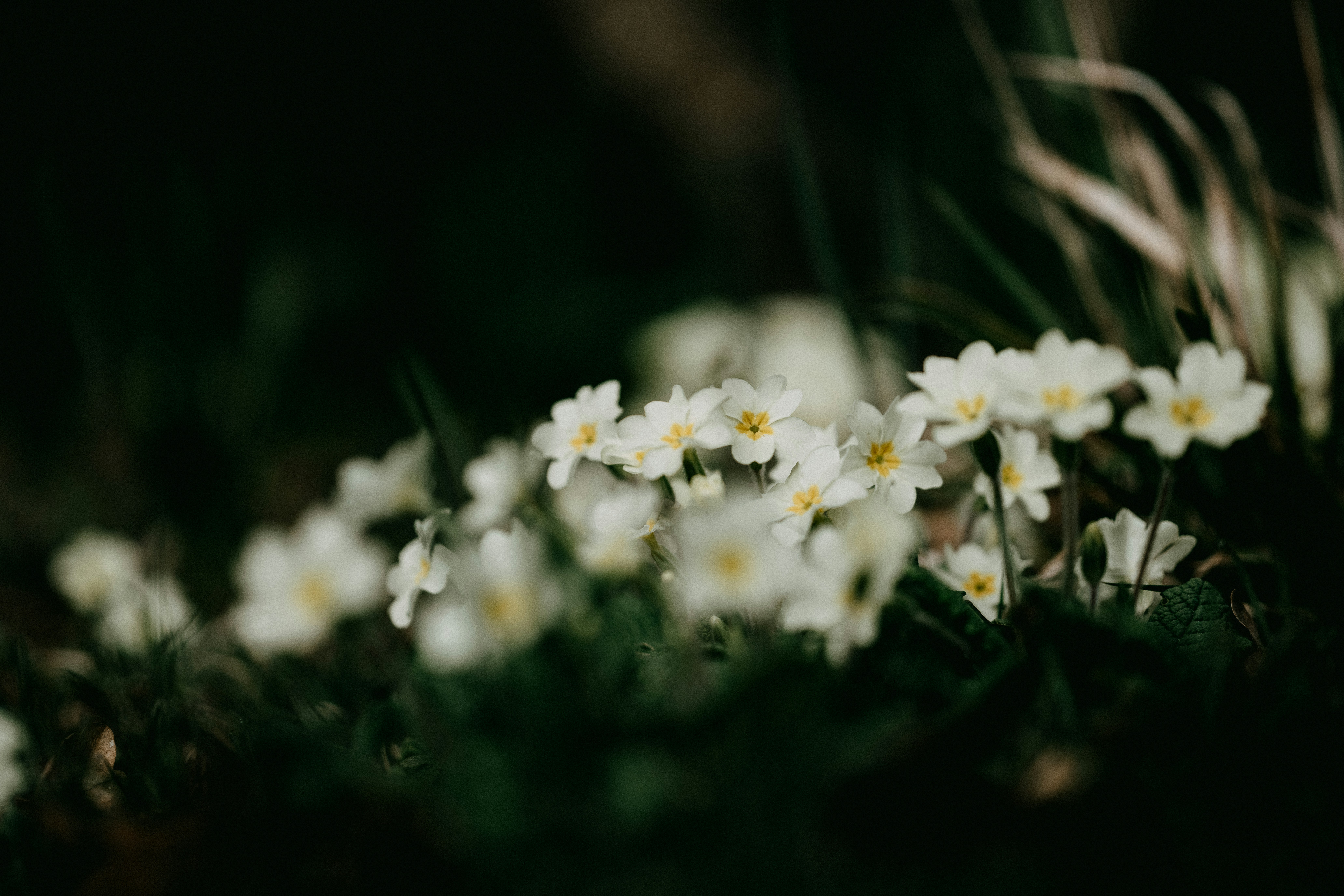 Photo by anniespratt