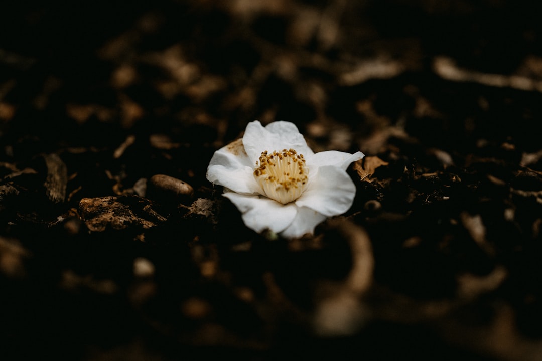 white flower on brown soil