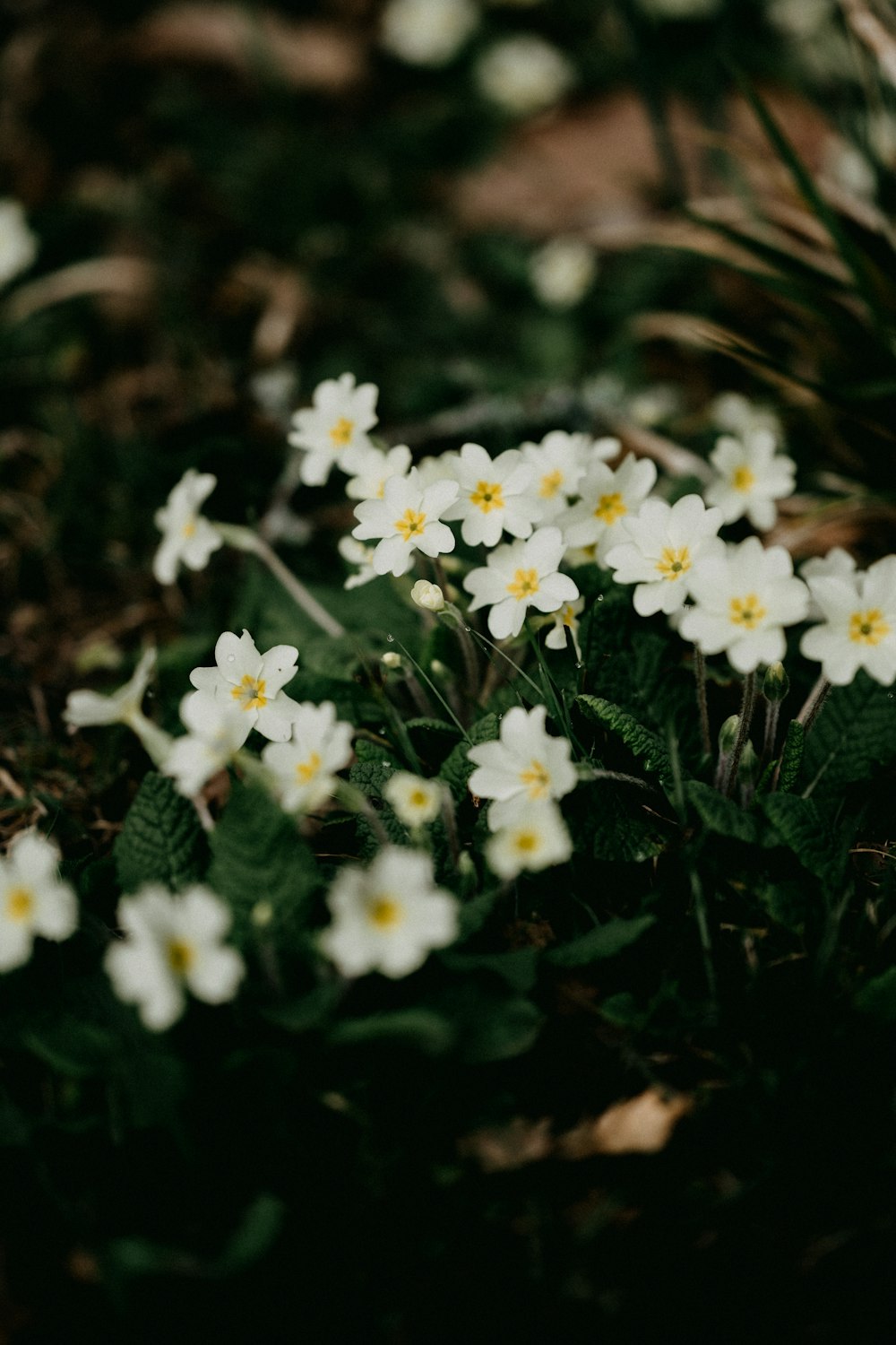 white flowers with green leaves