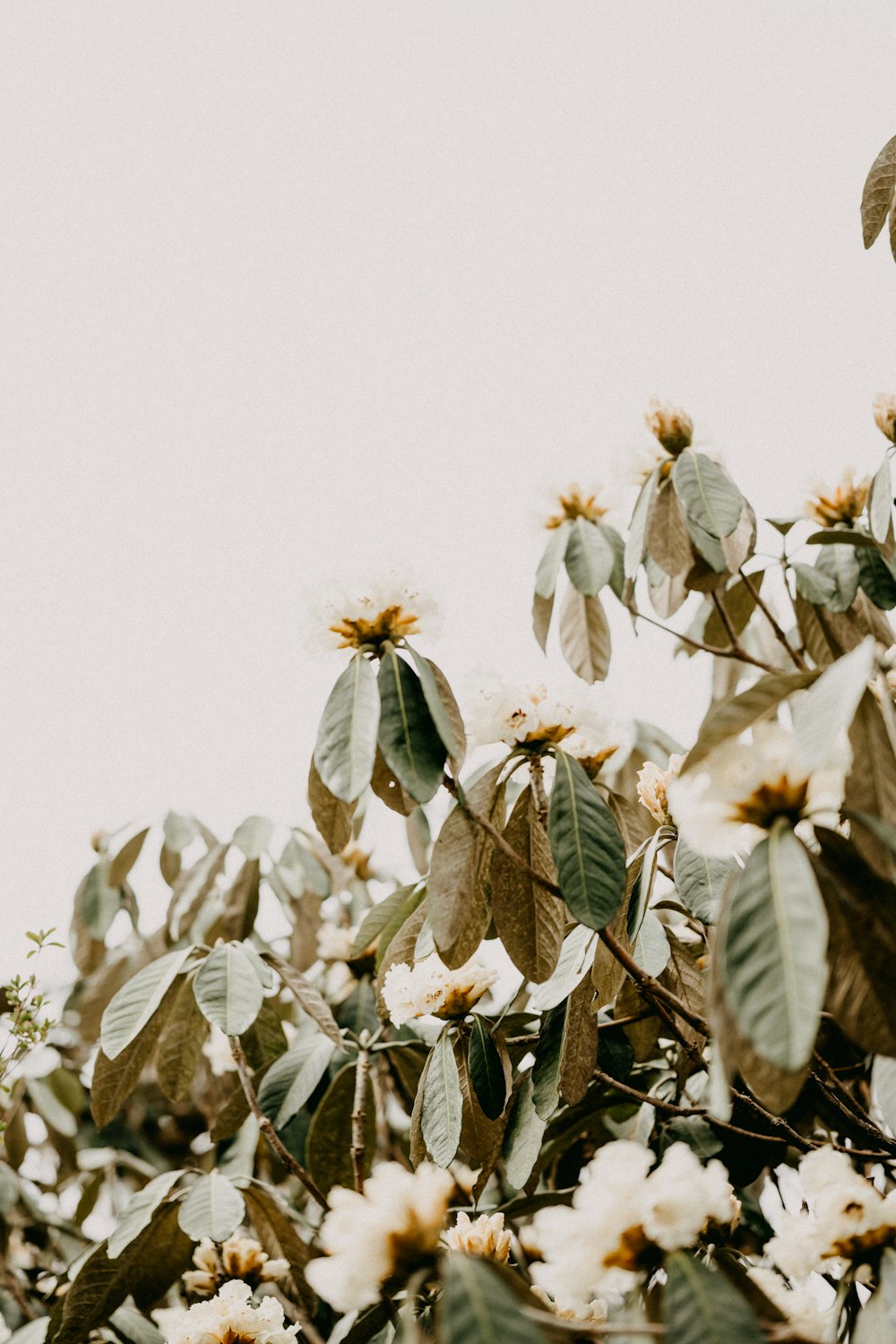 white and yellow flower under white sky during daytime