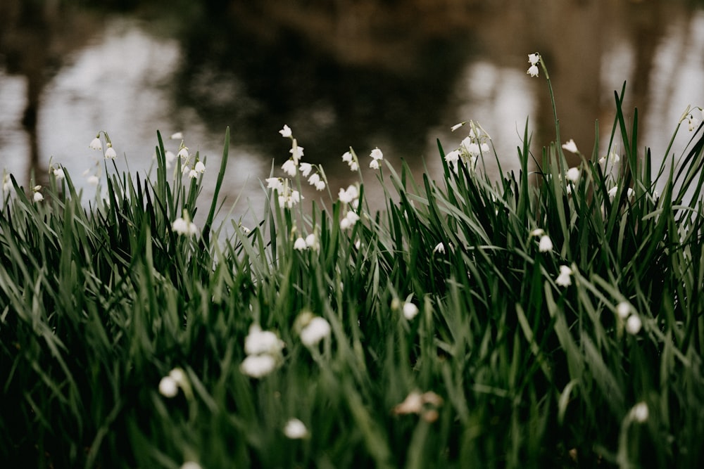 white flowers on green grass during daytime