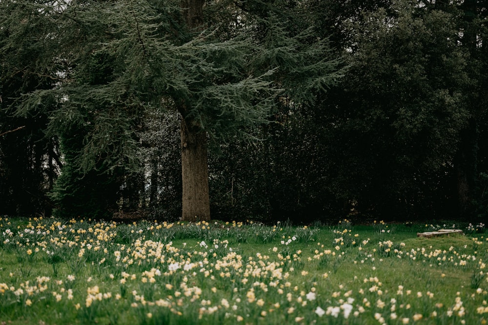 green grass field with trees