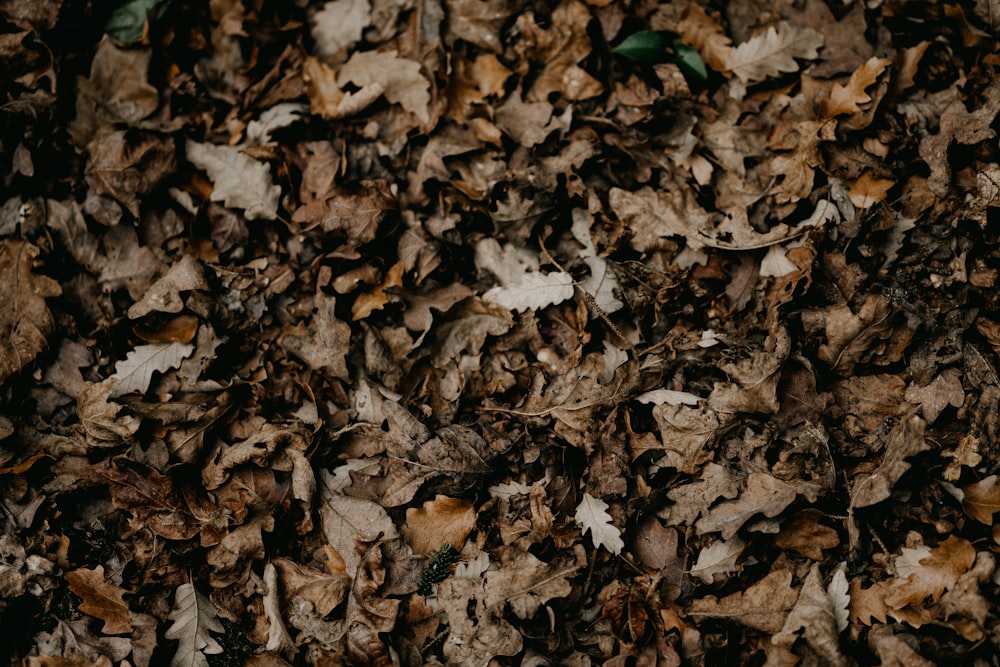 brown dried leaves on ground