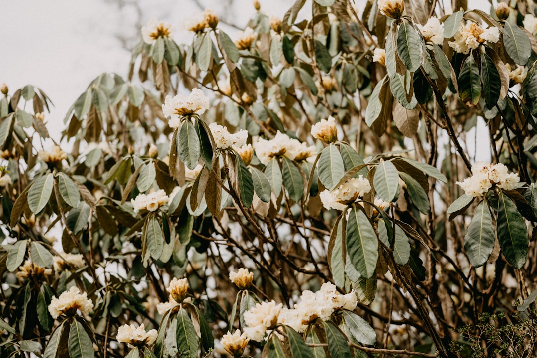 white flowers with green leaves during daytime