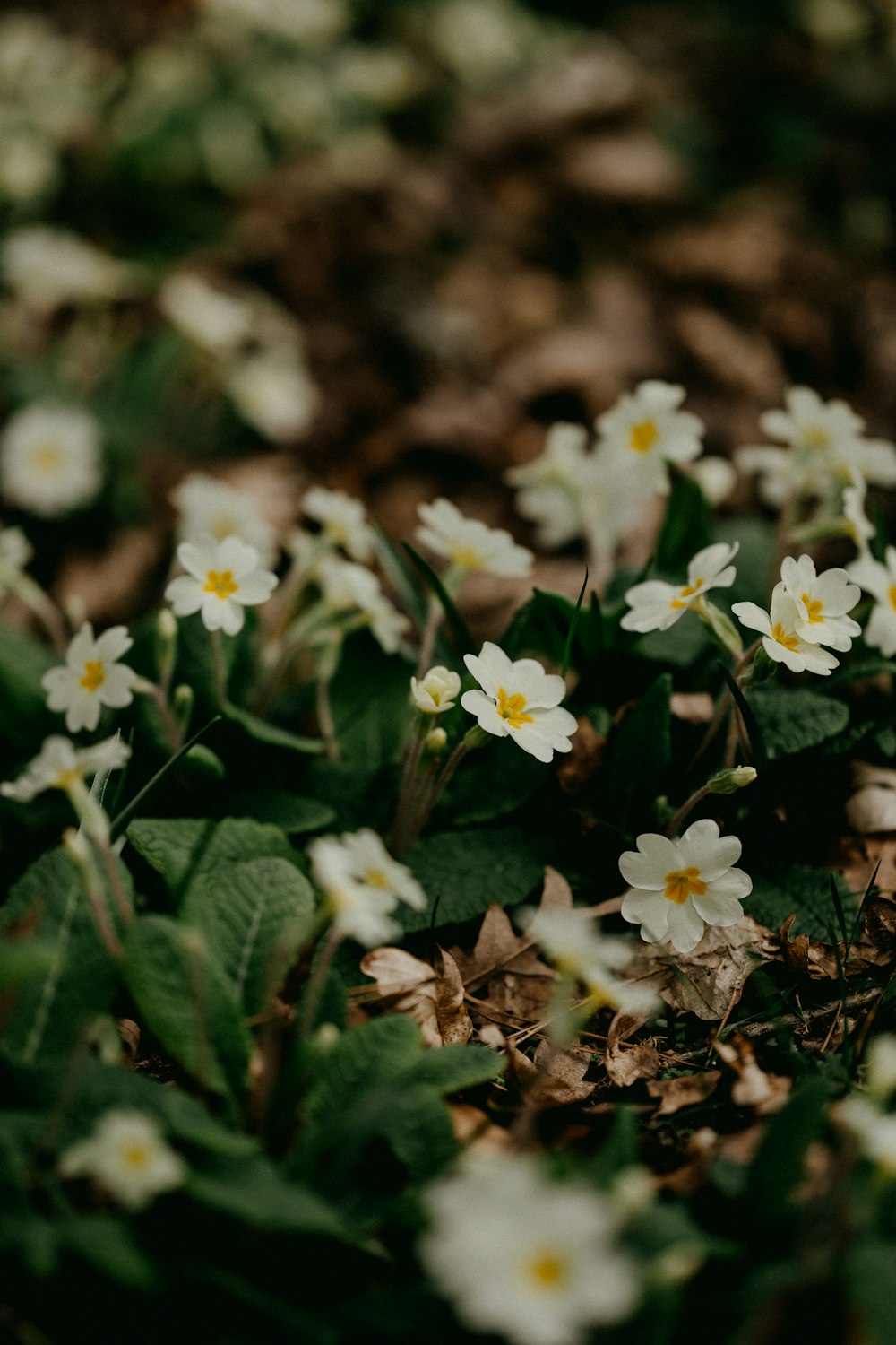 white flowers with green leaves