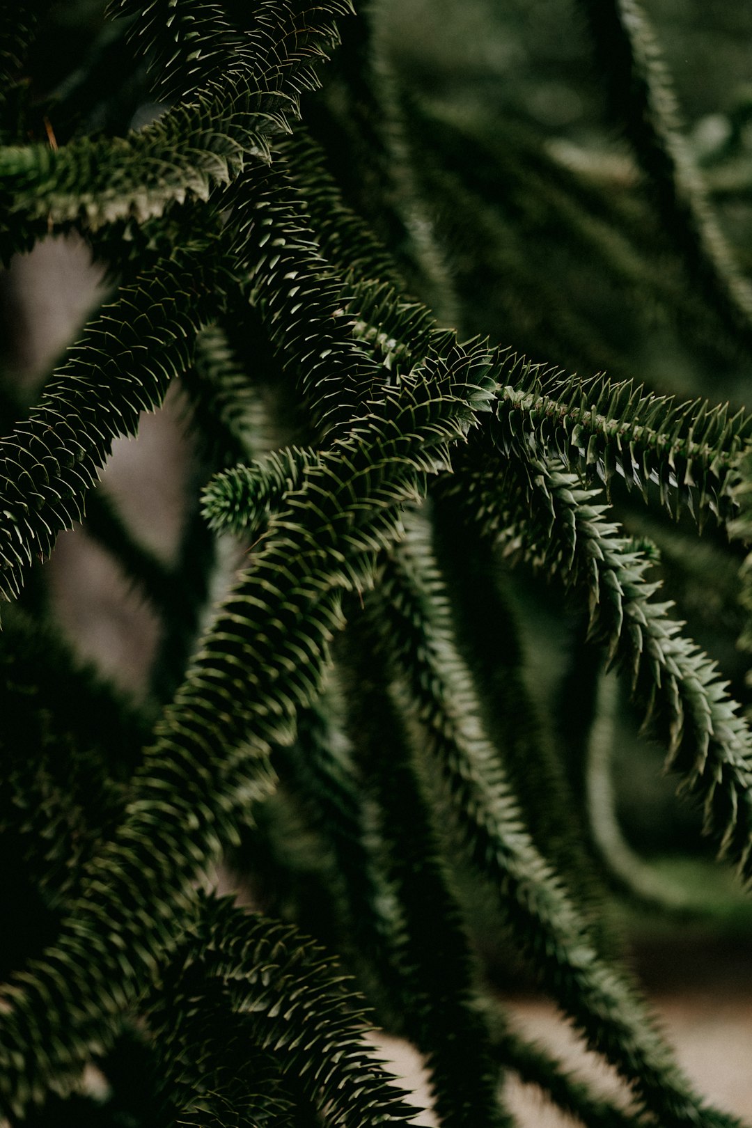 green fern plant in close up photography