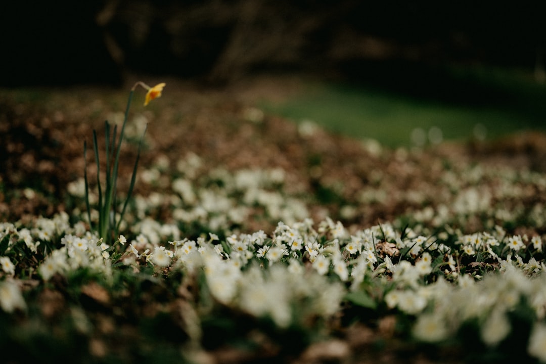 white flowers on green grass field