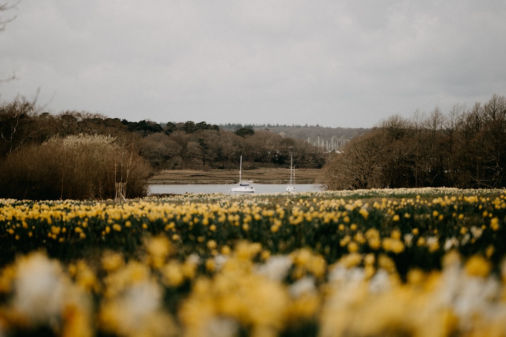 yellow flower field near trees during daytime