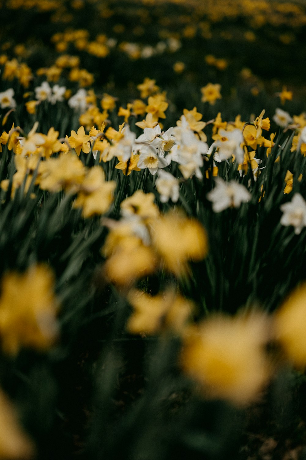 white and yellow flowers during daytime