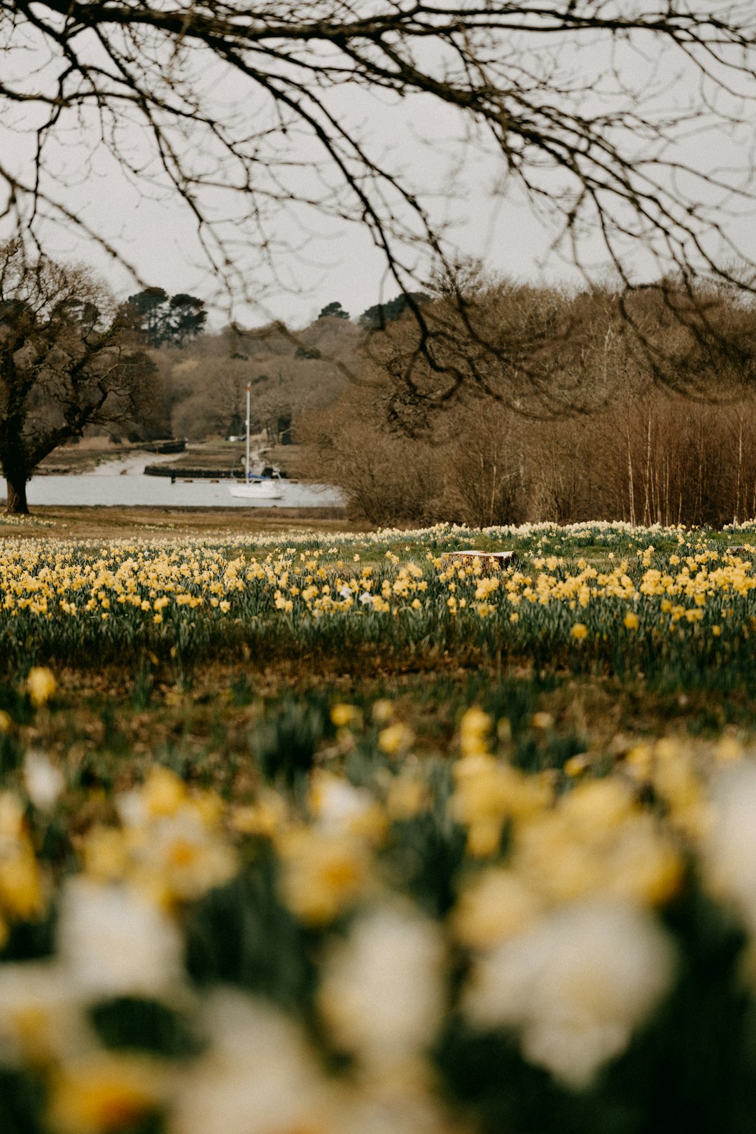 yellow flower field near bare trees during daytime