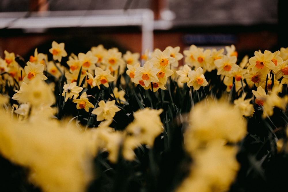 yellow flowers in tilt shift lens